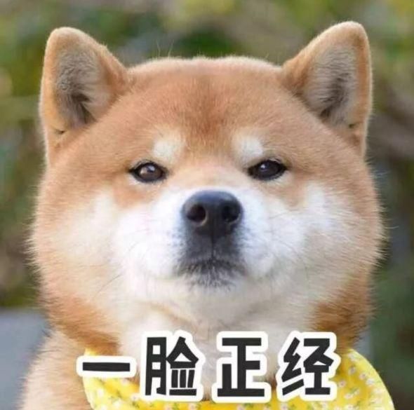 宠主拿着臭豆腐向柴犬炫耀，最后小狗捂着鼻子一脸嫌弃不嫌臭