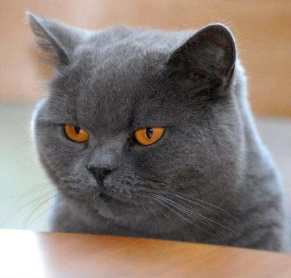 铲屎官带着蓝猫一起逛超市，蓝猫紧张地拿着小爪子捂着胸口！