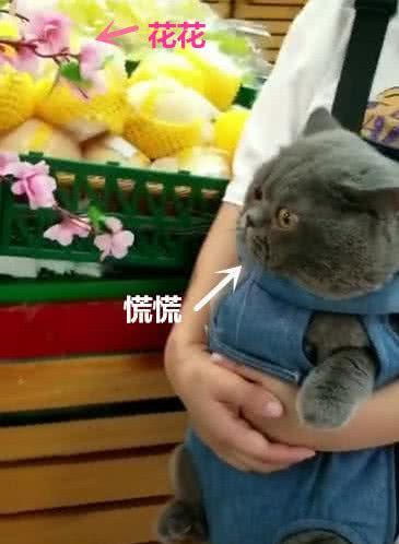 铲屎官带着蓝猫一起逛超市，蓝猫紧张地拿着小爪子捂着胸口！