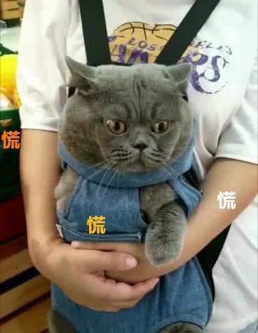 铲屎官带着蓝猫一起逛超市，蓝猫紧张地拿着小爪子捂着胸口！