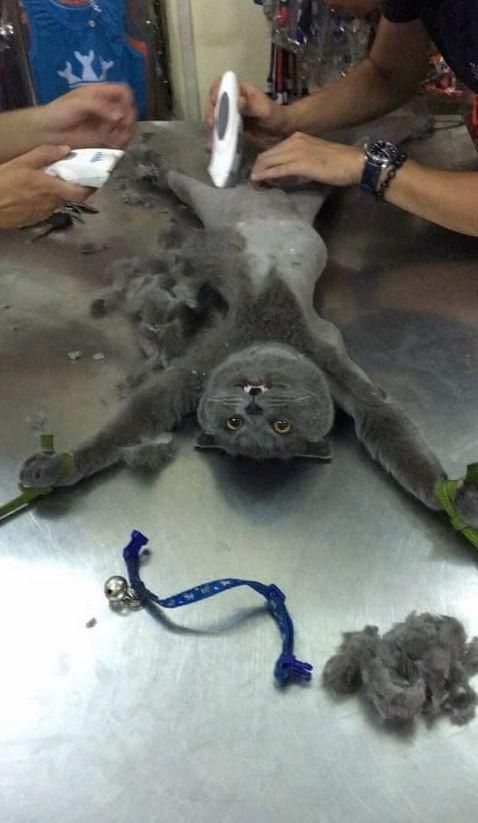 猫咪被五花大绑剃毛，剃光后连眼神都自带杀气