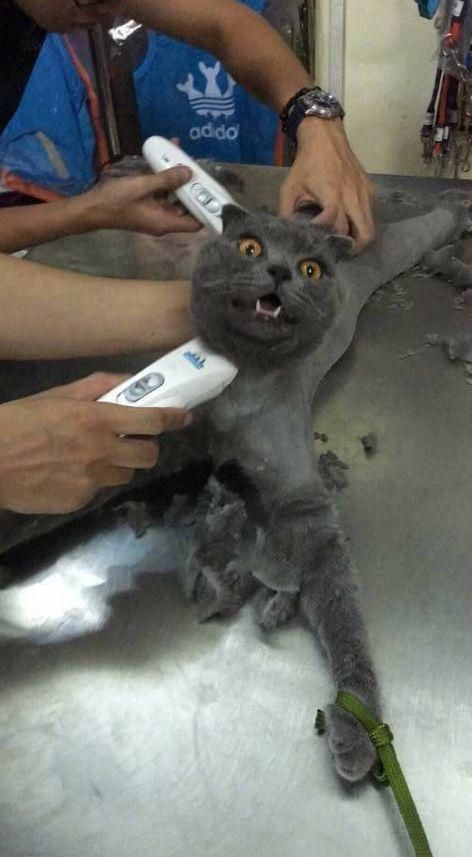 猫咪被五花大绑剃毛，剃光后连眼神都自带杀气