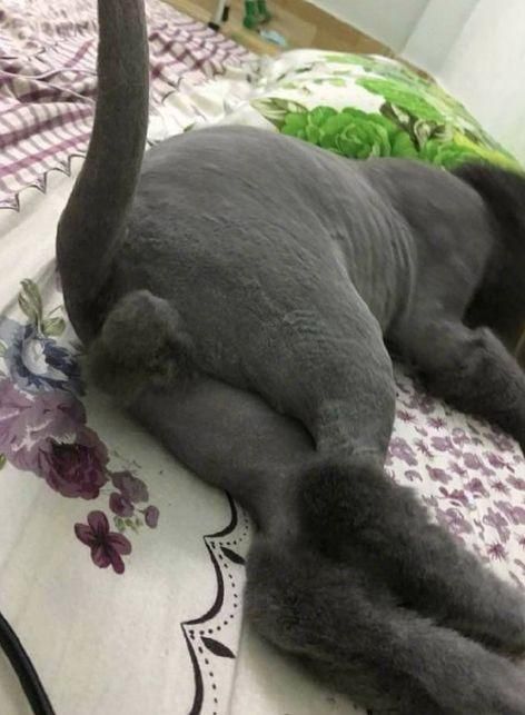 猫咪被五花大绑剃毛，剃光后连眼神都自带杀气