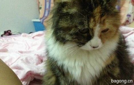 转让)宠物猫儿求领养4
