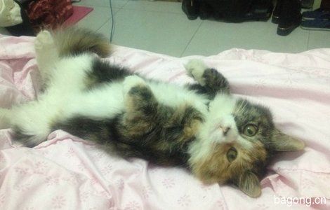 转让)宠物猫儿求领养0