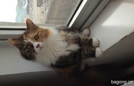 转让)宠物猫儿求领养1