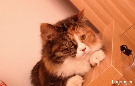 转让)宠物猫儿求领养2
