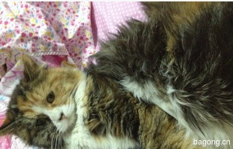 转让)宠物猫儿求领养3