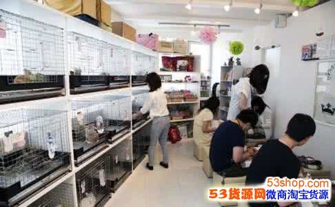开个宠物店应该俱备什么条件？