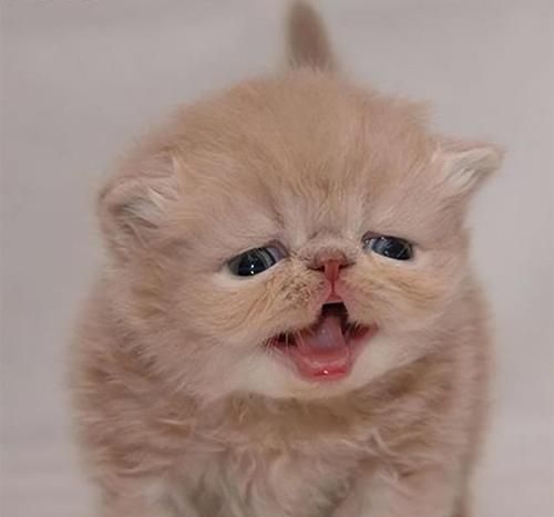 猫咪老是闭眼睛（宠物猫咪眼睛常闭合的原因）
