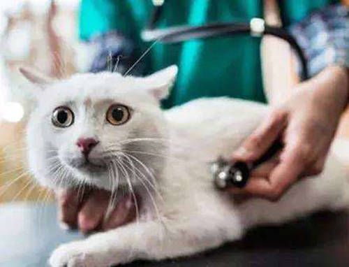 猫咪尿闭治疗费用大概多少？后期护理要花多少钱？