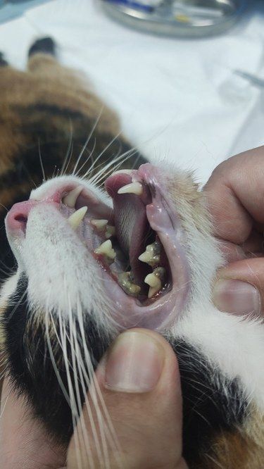 别忽视害了毛孩子牙齿健康