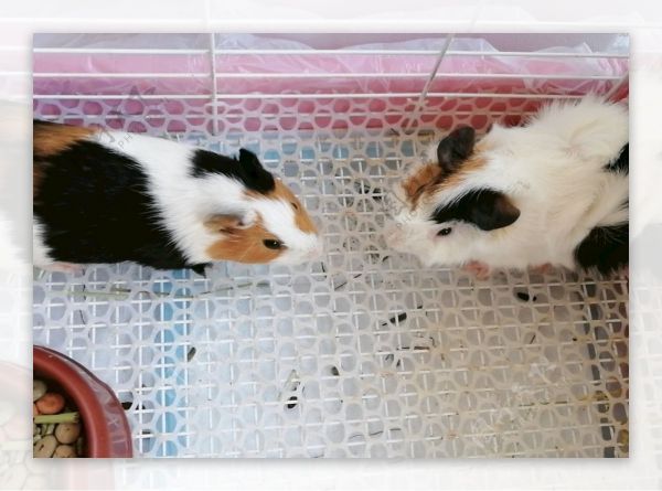 荷兰猪豚鼠图片