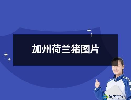 加州荷兰猪图片