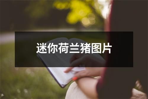 迷你荷兰猪图片