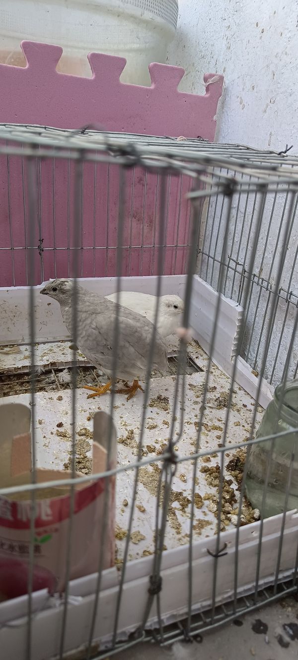 最小的鸡??芦丁鸡