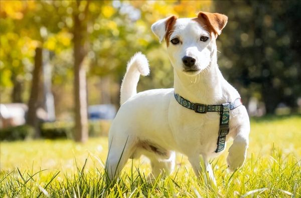最小警犬杰克罗素梗满月
