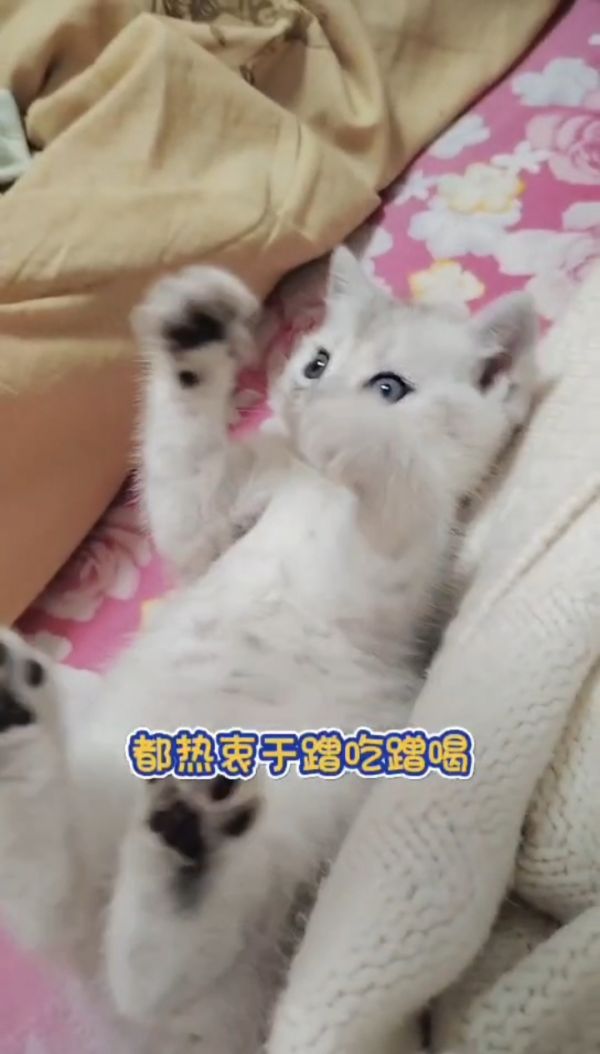 三个月银虎斑找新家