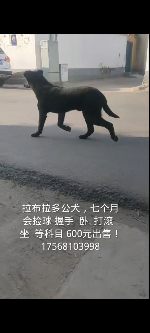 黑色拉布拉多