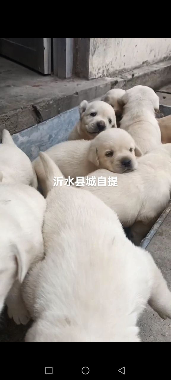 拉布拉多幼犬预定