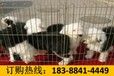 云南昭通绥江养犬基地纯种卡斯罗犬