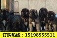 云南楚雄武定养犬基地卖纯正血统拉布拉多犬
