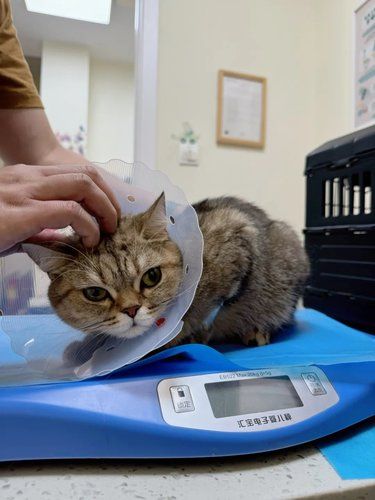 今天宠物有点不舒服，带它去看了医生，很不错