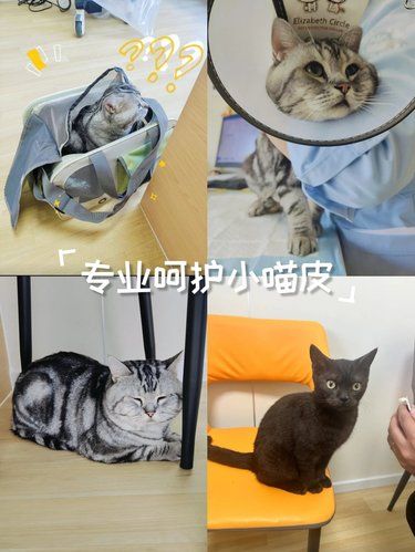 温柔的医护猫日子