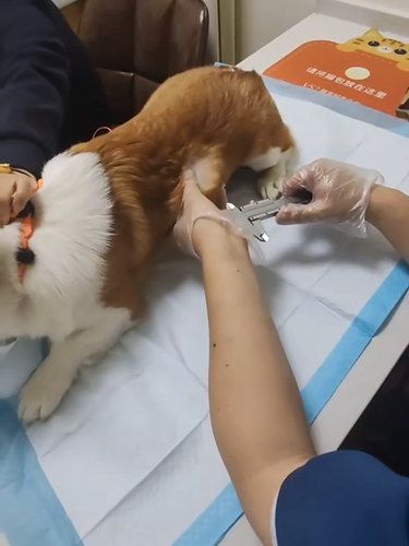 带着毛孩子体检的一天