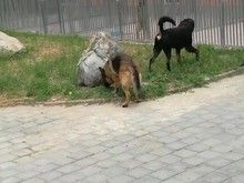 顺义北小营宠物寄养 宠物狗猫养老收养 价格低环境好可接送