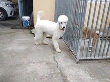 北小营宠物寄养猫狗,环境好价格低长期寄养更优惠