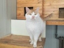 北小营宠物寄养猫狗,环境好价格低长期寄养更优惠