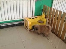 北小营宠物寄养猫狗,环境好价格低长期寄养更优惠