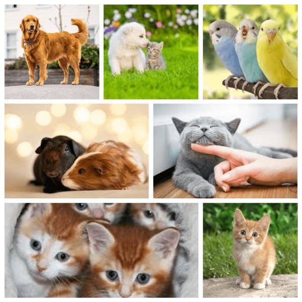 Pet image upload ot pet to human PXZ Generator