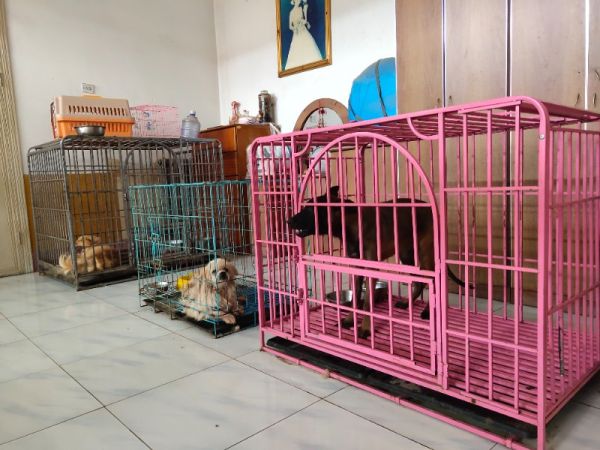 家庭式宠物寄养宠物托管,宠物旅馆宠物酒店宠物养老院