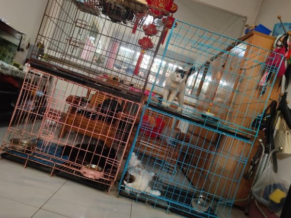 家庭式宠物寄养宠物托管,宠物旅馆宠物酒店宠物养老院