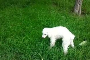 狗吃草后呕吐：原因与对策详解