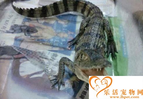 鳄鱼怎么养 幼体鳄对水质要求比较高