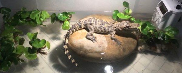 宠物鳄鱼怎么养不长大，需要选择适合的品种