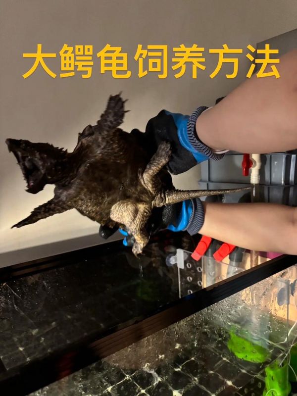 鳄鱼龟怎么饲养