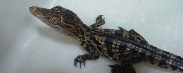 宠物鳄鱼养殖方法