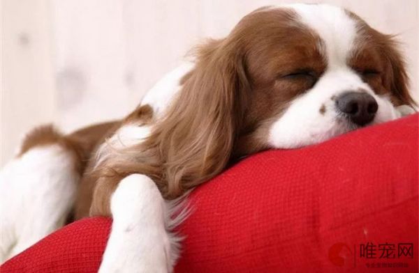 狗狗事后吃避孕药最佳时间 紧急避孕的小方法