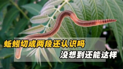 蚯蚓切成两半还能恢复，科学家发现关键基因，小生物竟如此强大