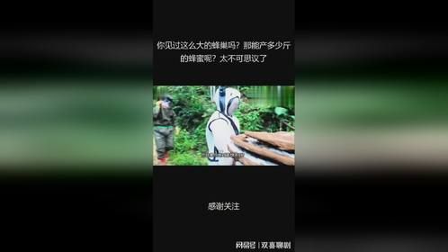 你见过这么大的蜂巢吗？那能产多少斤的蜂蜜呢？太不可思议了