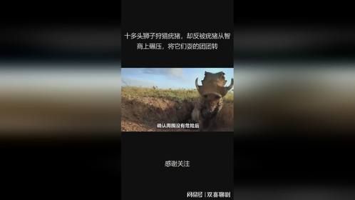 十多头狮子狩猎疣猪，却反被疣猪从智商上碾压，将它们耍的团团转