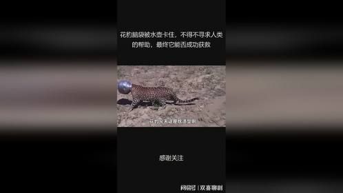 花豹脑袋被水壶卡住，不得不寻求人类的帮助，最终它能否成功获救