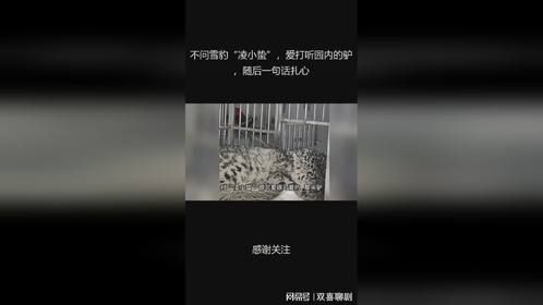 不问雪豹“凌小蛰”，爱打听园内的驴，随后一句话扎心