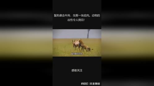 鬣狗袭击牛羚，生撕一块皮肉。动物的凶性令人侧目！
