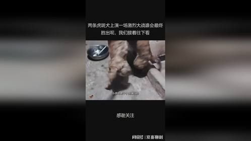 两条虎斑犬上演一场激烈大战谁会最终胜出呢，我们接着往下看