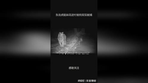东北虎姐妹花进村偷狗双双被捕